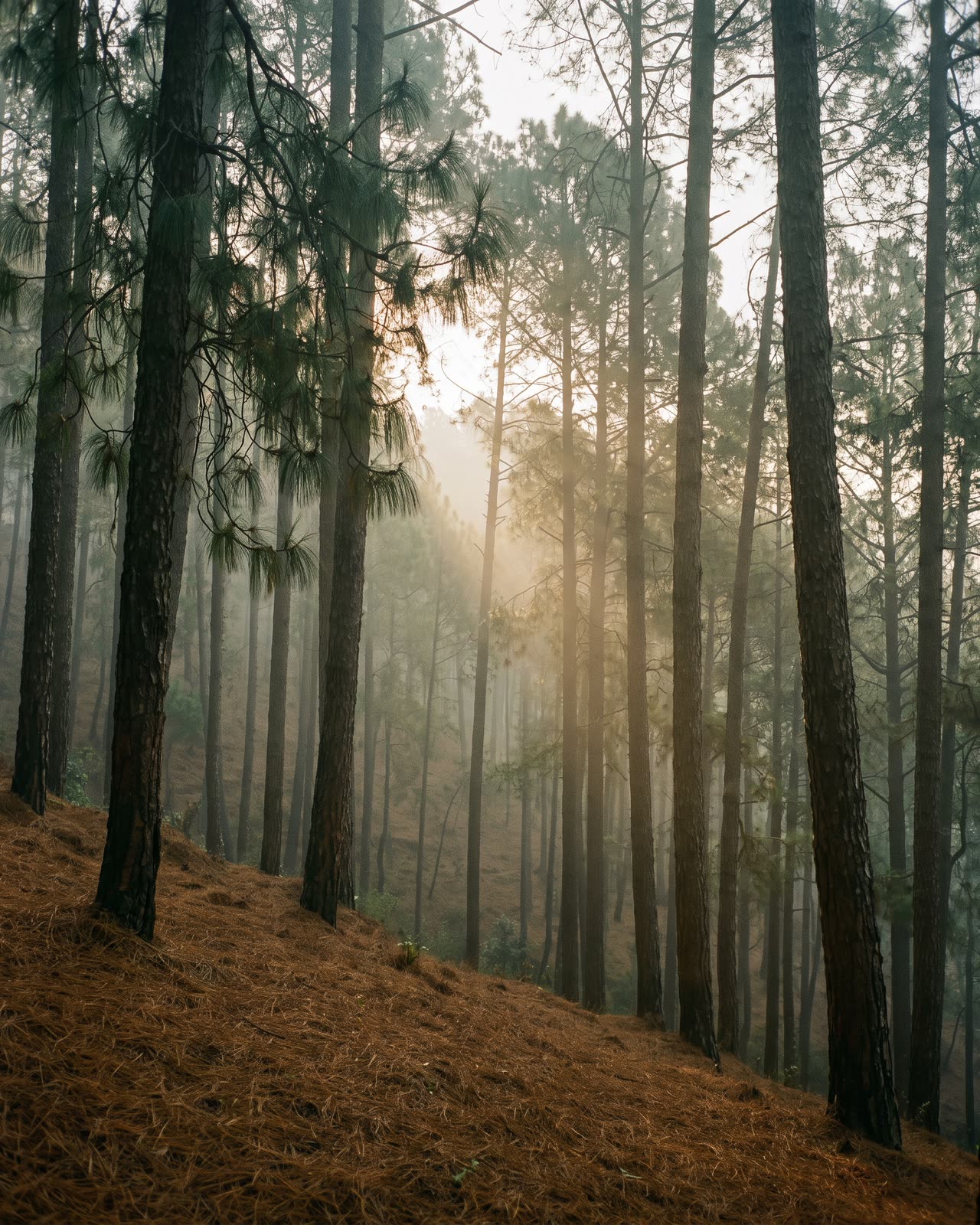 Low morning sun through tall chir pines on a steep slope.